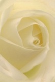 This image immerses you in the tender heart of a cream-white rose, each petal folding inward like layers of gentle comfort carefully assembled by Cowley's own florists. The unfurling spiral beckons your fingertips to wander over its whisper-soft, dew-touched texture-light and silken, as if you're cradling the quiet morning in your hands. The luminosity here is serene, suffused with subtle shadows that enhance depth and draw attention to every meticulously arranged curve. It's an atmosphere filled with peace, much like the stillness that graces the Cowley landscape at daybreak. This rose, with its understated fragrance and timeless presence, serves as the purest emblem of reverence-for marking milestones, offering sympathy, or simply expressing admiration in the caring spirit of the Cowley community. The close perspective captures not just the floral beauty, but the thoughtful artistry and emotion that go into every meaningful bouquet prepared for cherished moments in Cowley.